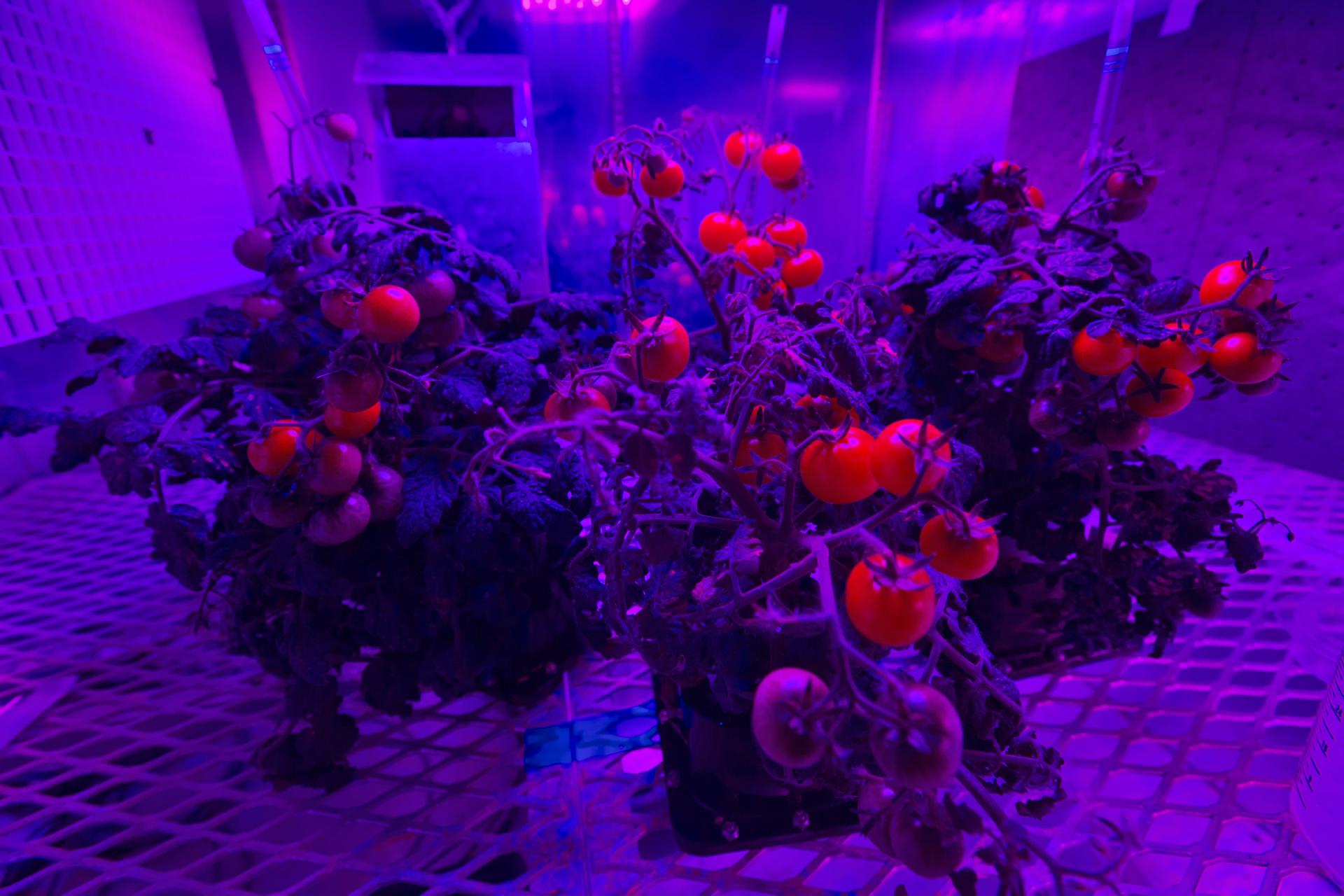 Tomato plants growing under pink-purple LED grow lights in a controlled chamber